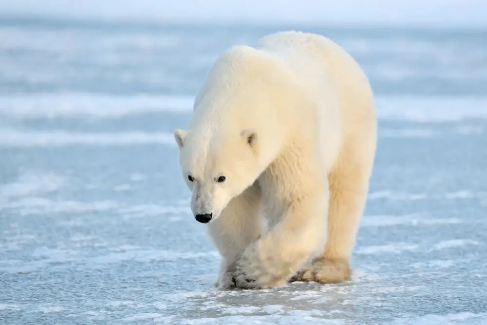Is Climate Change Hurting Polar Bear Populations?