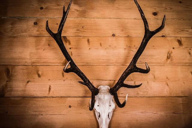 Do Wind Turbines Affect Deer Hunting?