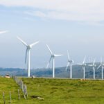 Do wind turbines affect cattle?