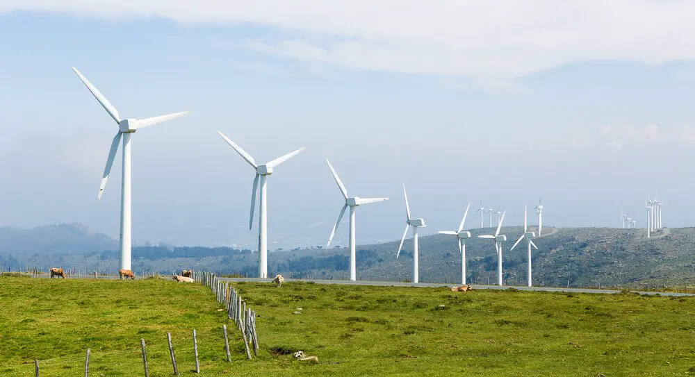 Do wind turbines affect cattle?